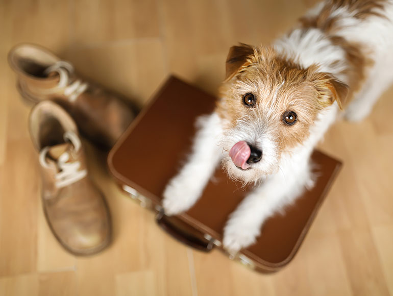 Pet Friendly Room